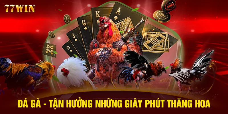 Đá gà - Tận hưởng những giây phút thăng hoa