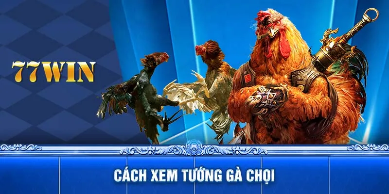 Cách Xem Tướng Gà Chọi Chuẩn Xác Đến Từng Chi Tiết Tại 77WIN