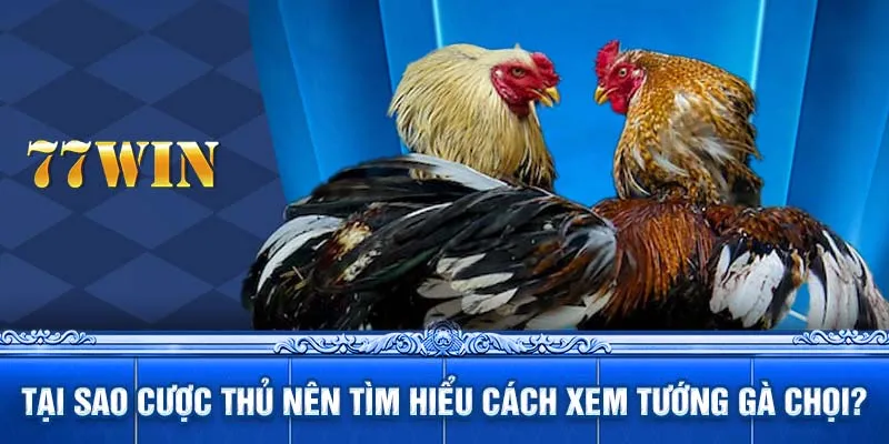 Tại sao cược thủ nên tìm hiểu cách xem tướng gà chọi?