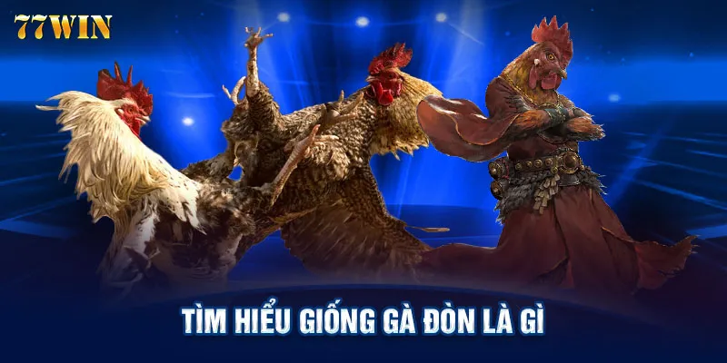 Tìm hiểu giống gà đòn là gì